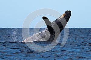 Humpback whale breaching near Lahaina