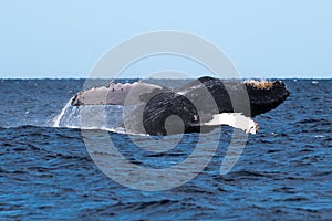 Humpback whale breaching near Lahaina in Hawaii