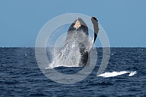 Humpback whale breaching near Lahaina in Hawaii.