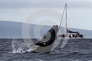 Humpback whale breaching near Lahaina in Hawaii.