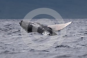 Humpback whale breaching near Lahaina in Hawaii.