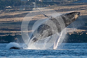 Humpback whale breaching near Lahaina in Hawaii.