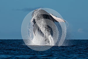 Humpback whale breaching near Lahaina in Hawaii.