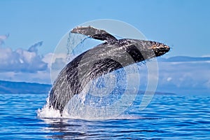 Humpback whale breaching nera Lahaina on Maui.