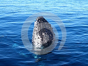 Humpback whale breaching the ocean