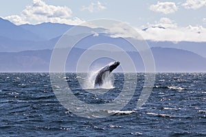 Humpback whale breaching off the coast of Victoria British Columbia