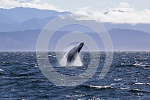 Humpback whale breaching off the coast of Victoria British Columbia