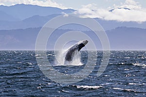 Humpback whale breaching off the coast of Victoria British Columbia, Canada