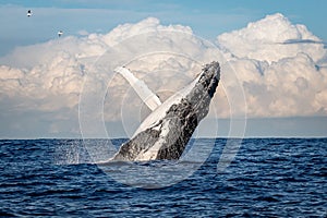 Humpback whale breaching off Manly beach, Sydney, Australia