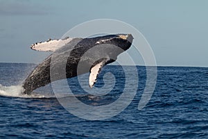 Humpback Whale Breaching off Maui and Lanai