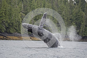 Humpback whale breaching offshore at Craig, Alaska