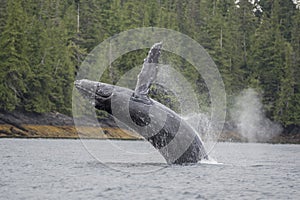 Humpback whale breaching offshore at Craig, Alaska photo