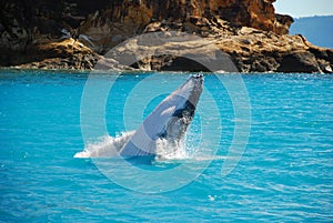 Humpback Whale Breaching out of the water