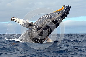 A humpback whale breaching out of the water, high quality, high resolution