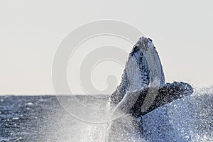 Humpback whale breaching on pacific ocean background in cabo san lucas mexico