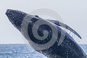 humpback whale breaching in pacific ocean cabo san lucas mexico