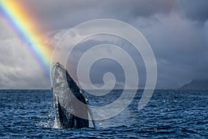 humpback whale breaching in pacific ocean rainbow background in cabo san lucas mexico baja california sur