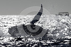humpback whale breaching at sunset in pacific ocean background in cabo san lucas mexico baja california sur