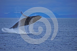 Humpback Whale Breaching the Water.