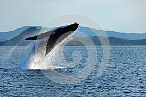 Humpback Whale Breaching, Whitsundays, Australia