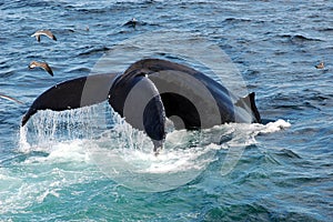 Humpback Whale Breaking Surface