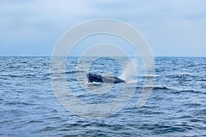 Humpback Whale Breathing Air