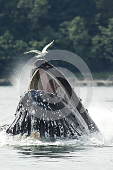 Humpback Whale Bubble Net Feeding