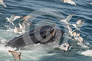 Humpback Whale bubble-net feeding with Seagulls