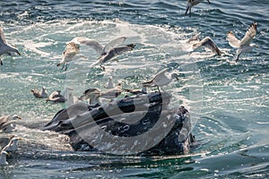 Humpback Whale bubble-net feeding with Seagulls