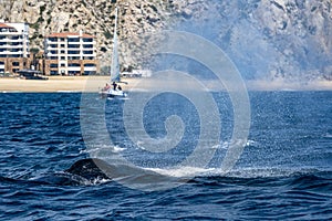 Humpback whale in cabo san lucas while blowing