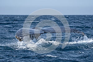 Humpback whale in cabo san lucas pacific ocean