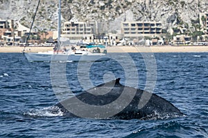 Humpback whale in cabo san lucas whale watching