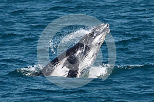 Humpback Whale Calf