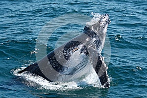 Humpback Whale Calf