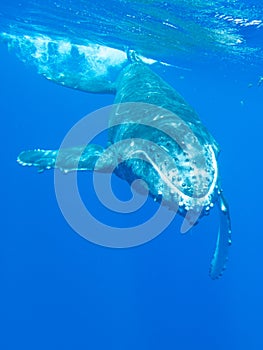 Humpback Whale Calf