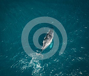 Humpback whale and calf aerial drone shot sleeping on the surface of the ocean in Australia, New South Wales.