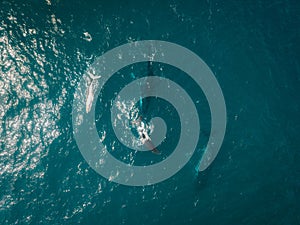 Humpback whale and calf aerial drone shot sleeping on the surface of the ocean in Australia, New South Wales.