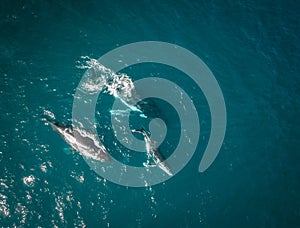 Humpback whale and calf aerial drone shot sleeping on the surface of the ocean in Australia, New South Wales.