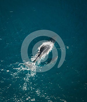 Humpback whale and calf aerial drone shot sleeping on the surface of the ocean in Australia, New South Wales.