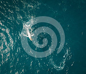 Humpback whale and calf aerial drone shot sleeping on the surface of the ocean in Australia, New South Wales.