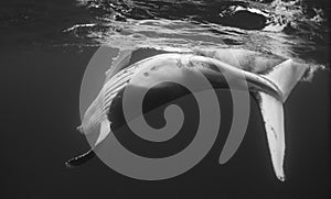 Humpback Whale Calf Black and white