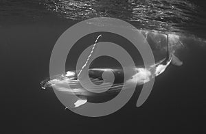 Humpback Whale Calf Black and white