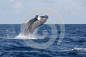 Humpback Whale Calf Breaches Out of the Ocean