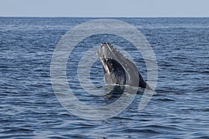 Humpback Whale Calf Emerging From Ocean