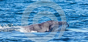 Humpback whale calf emerging from water Megaptera novaeangliae, Anakao, Madagascar