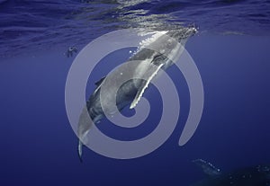 Humpback Whale Calf photo