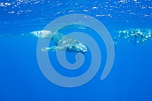 Humpback Whale Calf Next to Snorkelers