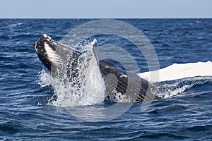 Humpback Whale Calf at Play