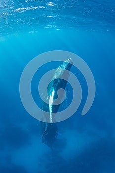 Humpback Whale Calf Rising to Surface in Caribbean Sea