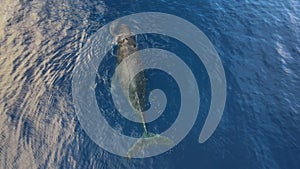 A Humpback whale calf rolls and frolics over mom with a male escort close by.